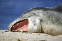 Leopard Seal (Hydrurga leptonyx) Leopard Seal (Hydrurga leptonyx)