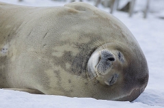 Weddell Seal (Leptonychotes weddellii) Weddell Seal (Leptonychotes weddellii)