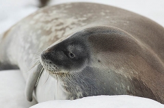 Weddell Seal (Leptonychotes weddellii) Weddell Seal (Leptonychotes weddellii)