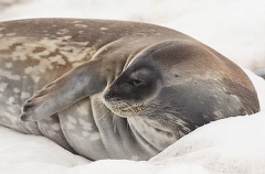 Weddell Seal (Leptonychotes weddellii) Weddell Seal (Leptonychotes weddellii)