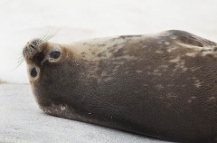 Weddell Seal (Leptonychotes weddellii) Weddell Seal (Leptonychotes weddellii)