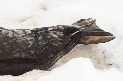 Weddell Seal (Leptonychotes weddellii)