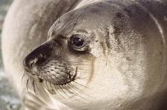 Northern Elephant Seal (Mirounga angustirostris) Northern Elephant Seal (Mirounga angustirostris)