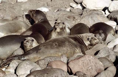 Northern Elephant Seals (Mirounga angustirostris) Northern Elephant Seals (Mirounga angustirostris)