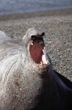 Southern Elephant Seal (Mirounga leonina)