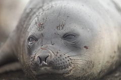Southern Elephant Seal (Nirounga leonina) Southern Elephant Seal (Nirounga leonina)