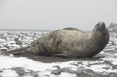 Southern Elephant Seal (Nirounga leonina) Southern Elephant Seal (Nirounga leonina)