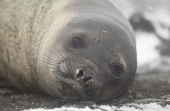 Southern Elephant Seal (Nirounga leonina) Southern Elephant Seal (Nirounga leonina)