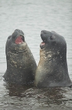 Southern Elephant Seals (Nirounga leonina) Southern Elephant Seals (Nirounga leonina)