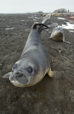 Southern Elephant Seal (Nirounga leonina) Southern Elephant Seal (Nirounga leonina)