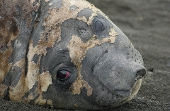 Southern Elephant Seal (Nirounga leonina) Southern Elephant Seal (Nirounga leonina)