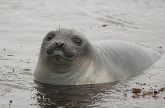 Southern Elephant Seal (Nirounga leonina) Southern Elephant Seal (Nirounga leonina)