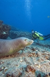 Hawaiian Monk Seal (Monachus schauinslandi) Hawaiian Monk Seal (Monachus schauinslandi)