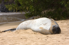 Hawaiian Monk Seal (Monachus schauinslandi) Hawaiian Monk Seal (Monachus schauinslandi)