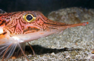Oriental Crocodilefish (Peristedion orientale) Oriental Crocodilefish (Peristedion orientale)