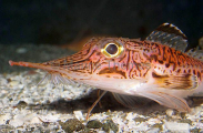 Oriental Crocodilefish (Peristedion orientale) Oriental Crocodilefish (Peristedion orientale)