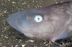Japanese Jellynose Fish (Ateleopus japonicus) Japanese Jellynose Fish (Ateleopus japonicus)