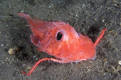Deapsea Searobin (Satyrichthys amiscus) Deapsea Searobin (Satyrichthys amiscus)