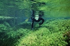 Snorkel diver in fresh water spring. Snorkel diver in fresh water spring.