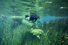 Snorkel diver in fresh water spring. Snorkel diver in fresh water spring.