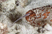Fowler's Pearlfish (Onuxodon fowleri) Fowler's Pearlfish (Onuxodon fowleri)