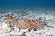Leopard Sea Cucumber (Bohadschia argus) Leopard Sea Cucumber (Bohadschia argus)