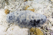 Black Sea Cucumber (Holothuria atra) Black Sea Cucumber (Holothuria atra)