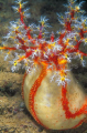 Sea Apple Holothurian (Pseudocolochirus violaceus) Sea Apple Holothurian (Pseudocolochirus violaceus)