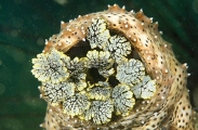 Sea Cucumber (Bohadschia graeffei) Sea Cucumber (Bohadschia graeffei)