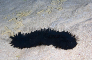 Sea Cucumber {Stichopus chloronotus} feeding over sandy sea bed with excreted sand tubes.