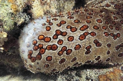 Leopard Holothurian or Sea Cucumber (Bohadschia argus)