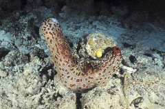 Leopard Holothurian or Sea Cucumber (Bohadschia argus)