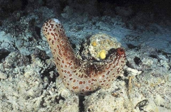 Leopard Holothurian or Sea Cucumber (Bohadschia argus) Leopard Holothurian or Sea Cucumber (Bohadschia argus)