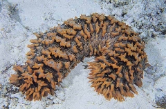 Red Holothurian or Prickly Red Fish (Thelenota ananas)