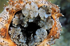 Sea Cucumber (Bohadschia graeffei) Sea Cucumber (Bohadschia graeffei)