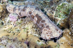 Sea Cucumber (Bohadschia graeffei) Sea Cucumber (Bohadschia graeffei)