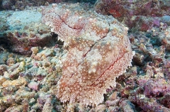 Blotched Holothurian (Thelenota anax) Blotched Holothurian (Thelenota anax)