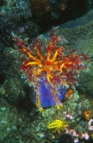 Sea Apple Holothurian (Pseudocolochirus violaceus) Sea Apple Holothurian (Pseudocolochirus violaceus)