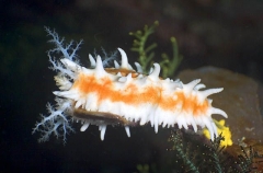 Robust Sea Cucumber (Colochirus robustus) Robust Sea Cucumber (Colochirus robustus)