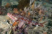 Sergeant Baker (Aulopus purpurissatus) Sergeant Baker (Aulopus purpurissatus)