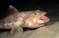 Sergeant Baker (Aulopus purpurissatus) Sergeant Baker (Aulopus purpurissatus)