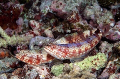 Reef Lizardfish (Synodus variegatus) Reef Lizardfish (Synodus variegatus)