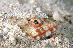 Reef Lizardfish (Synodus variegatus)