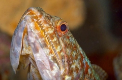 Reef Lizardfish (Synodus variegatus)
