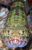 Reef Lizardfish (Synodus variegatus) Reef Lizardfish (Synodus variegatus)