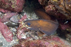 Goatsbeard Brotula (Brotula multibarbata) Goatsbeard Brotula (Brotula multibarbata)