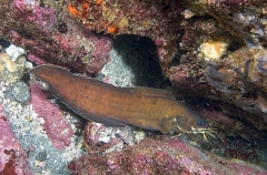 Goatsbeard Brotula (Brotula multibarbata) Goatsbeard Brotula (Brotula multibarbata)