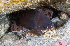 Goatsbeard Brotula (Brotula multibarbata) Goatsbeard Brotula (Brotula multibarbata)