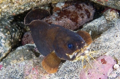Goatsbeard Brotula (Brotula multibarbata) Goatsbeard Brotula (Brotula multibarbata)