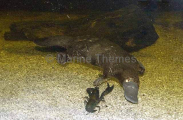 Platypus (Ornithorhynchus anatinus) Platypus (Ornithorhynchus anatinus)